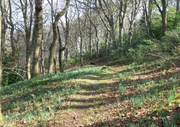 Bois des Moutiers (37) mars 2012
